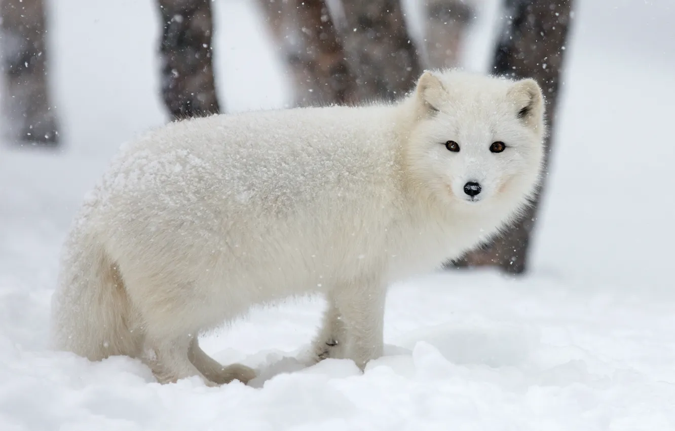 Фото обои зима, животные, белый, морда, снег, деревья, природа, фон