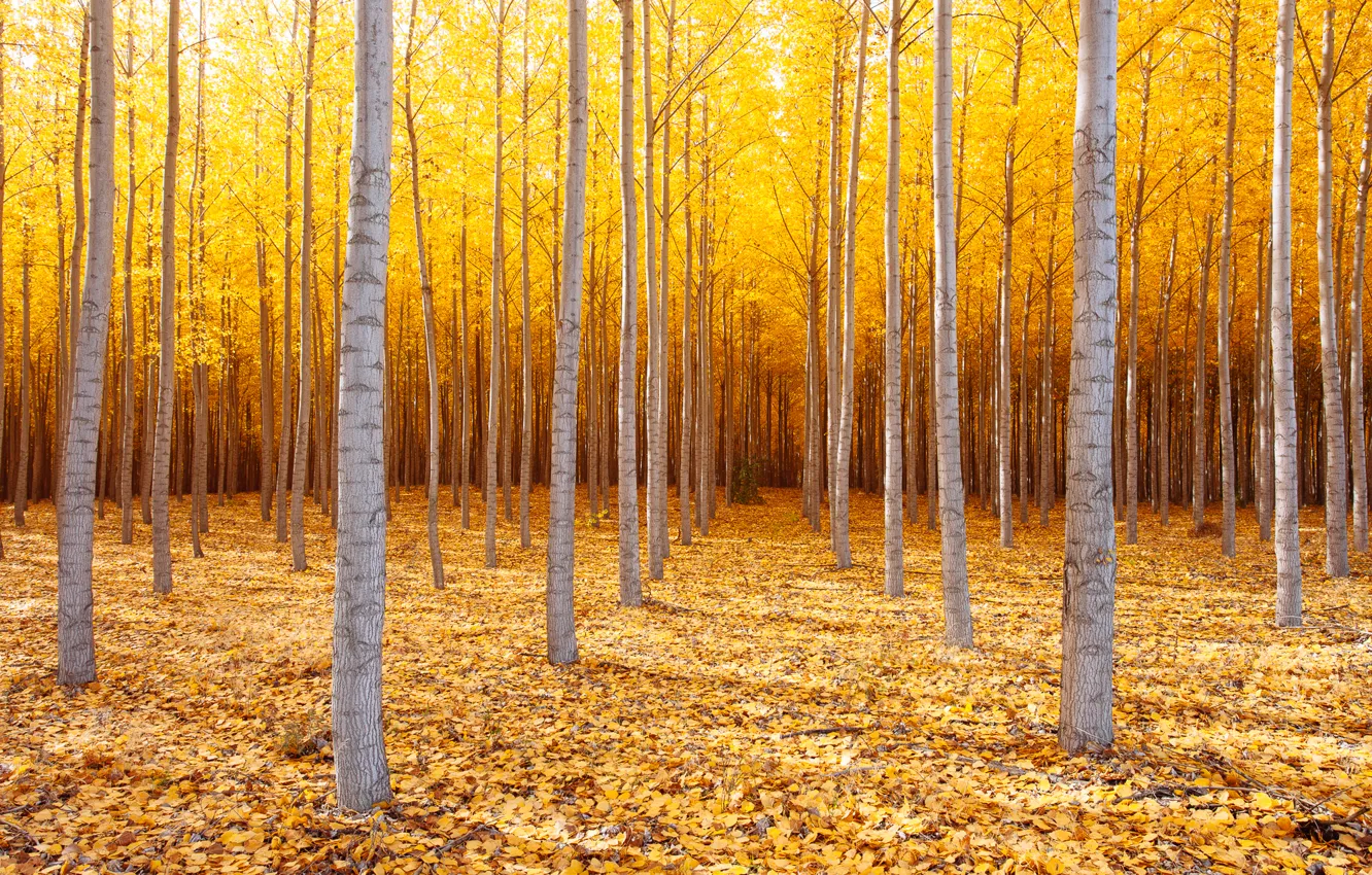 Фото обои осень, деревья, природа, США, Октябрь, восточный Орегон