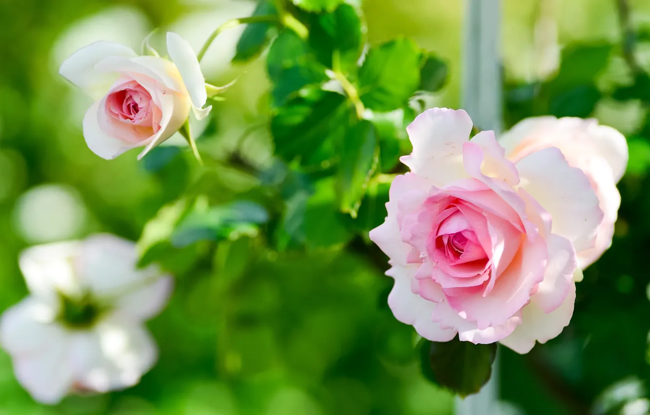 Фото обои листья, цветы, розы, сад, нежные, розовые