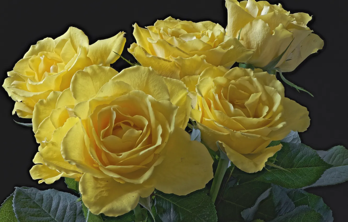 Фото обои макро, желтый, розы