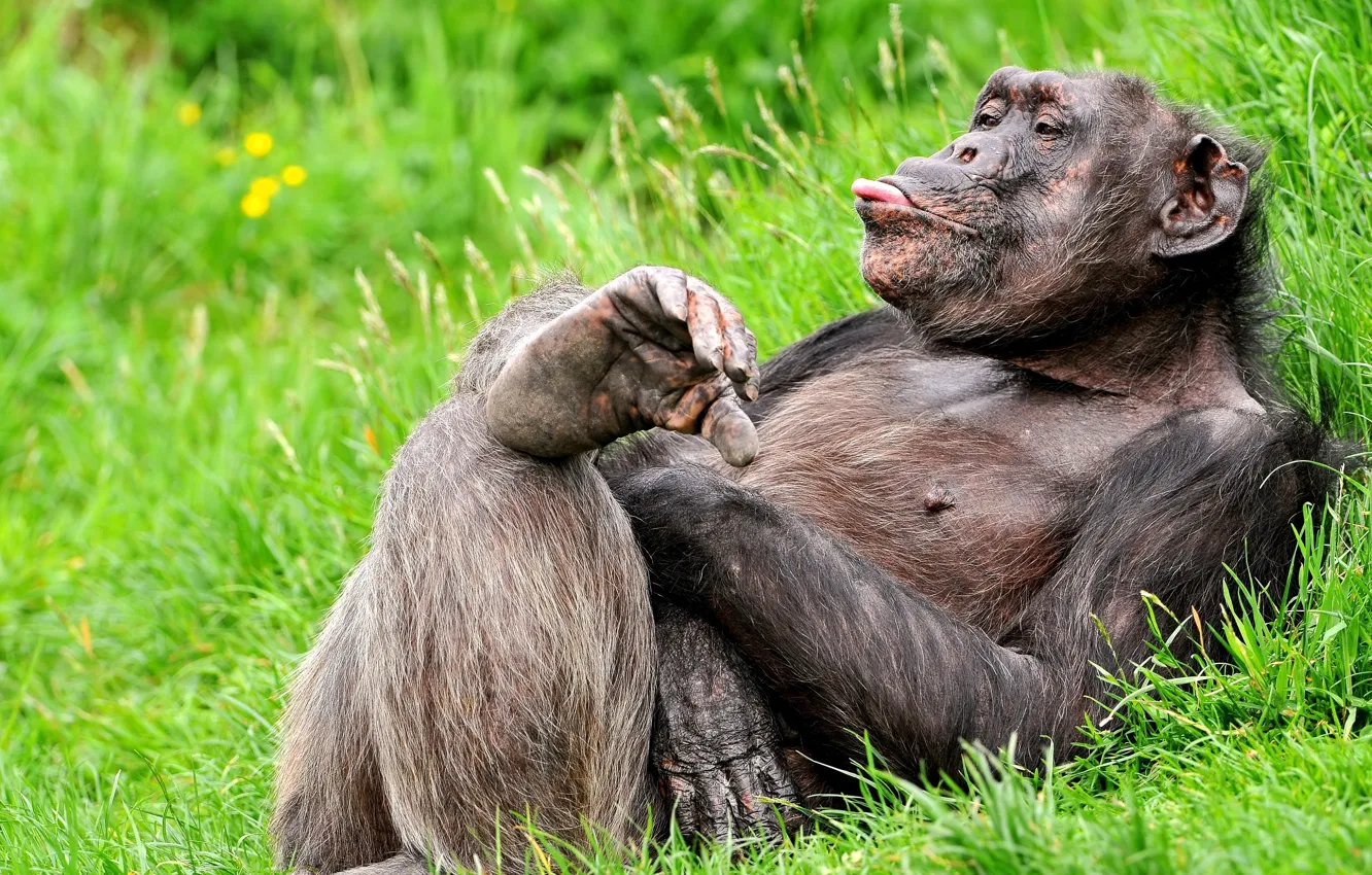 Фото обои язык, трава, поза, отдых, обезьяна, смешной, шимпанзе, примат