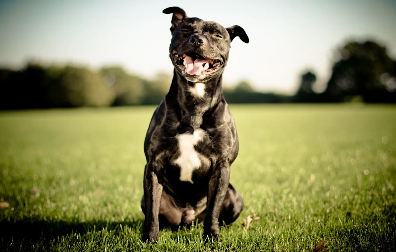 Фото обои улыбка, собака, английский стаффордширский бультерьер, Staffordshire Bull Terrier