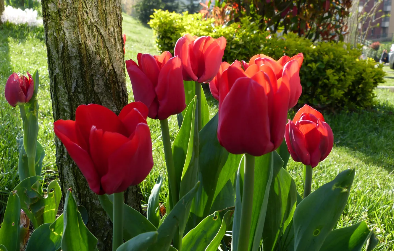 Фото обои парк, весна, тюльпаны, красные, red, spring, Tulips
