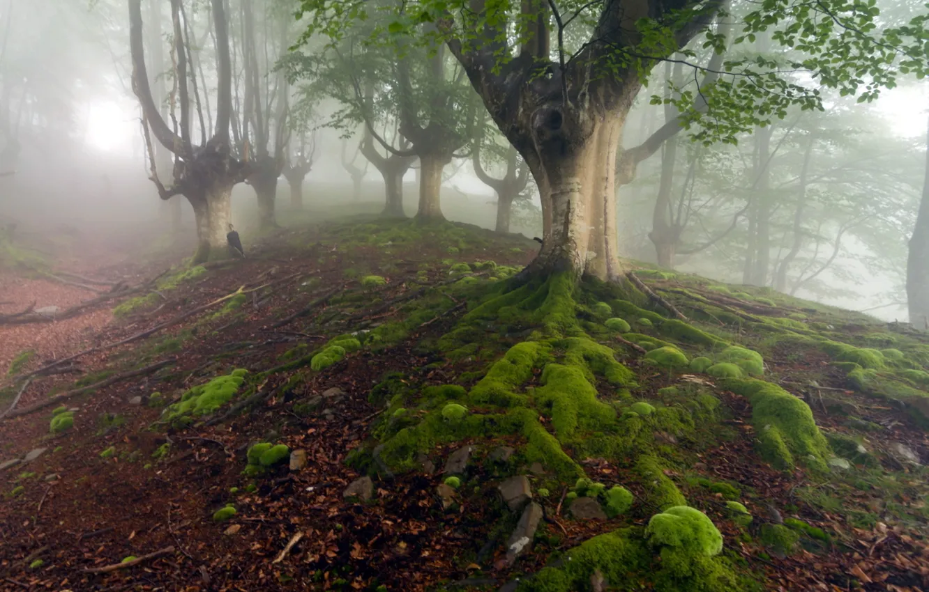 Фото обои лес, природа, туман, зонт