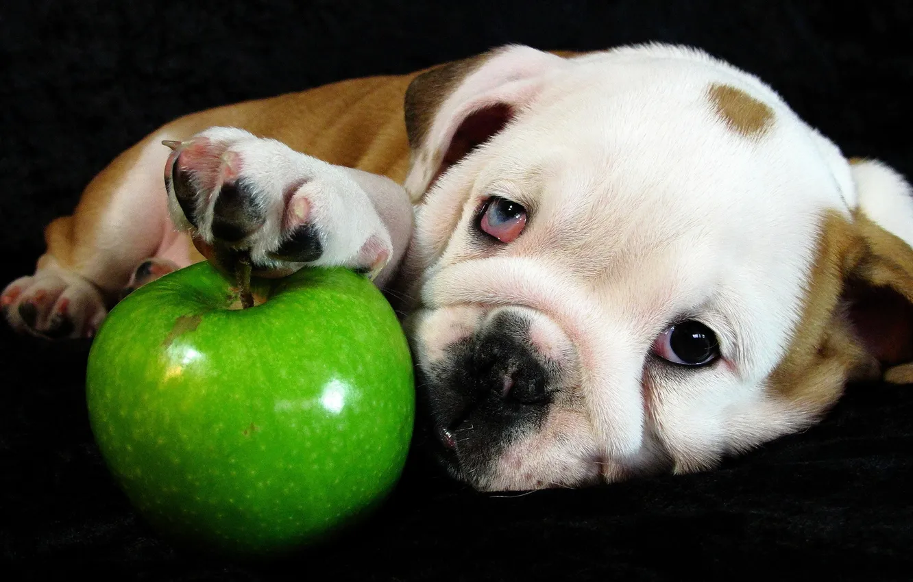 Фото обои взгляд, яблоко, собака