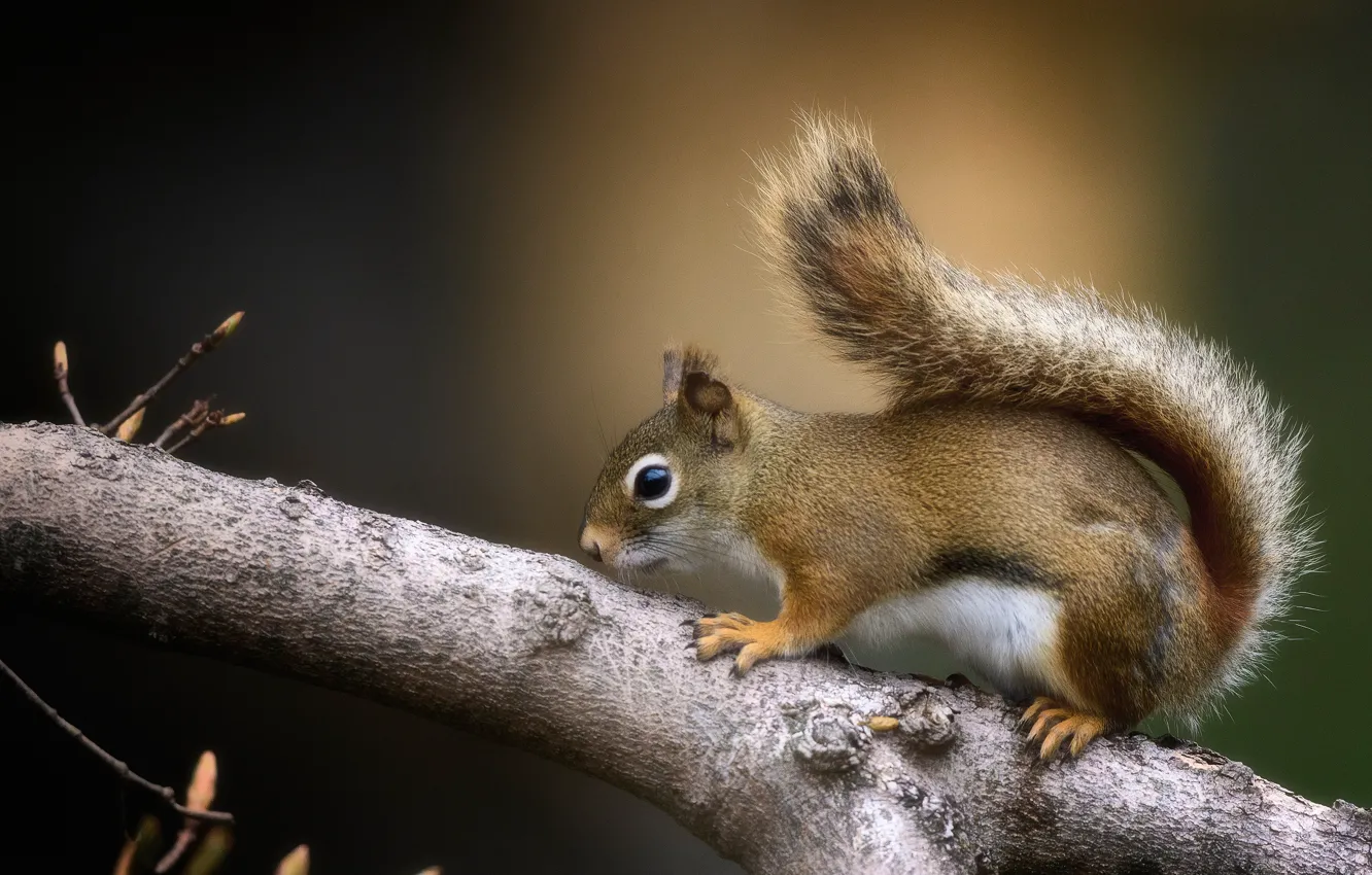 Фото обои ветки, фон, белка
