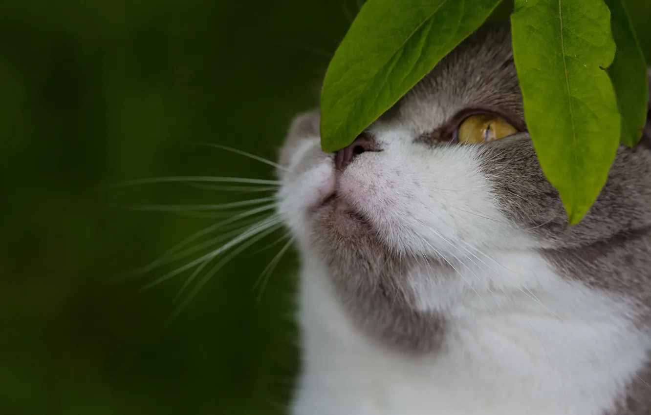 Фото обои кошка, листья, фон, мордочка, котейка