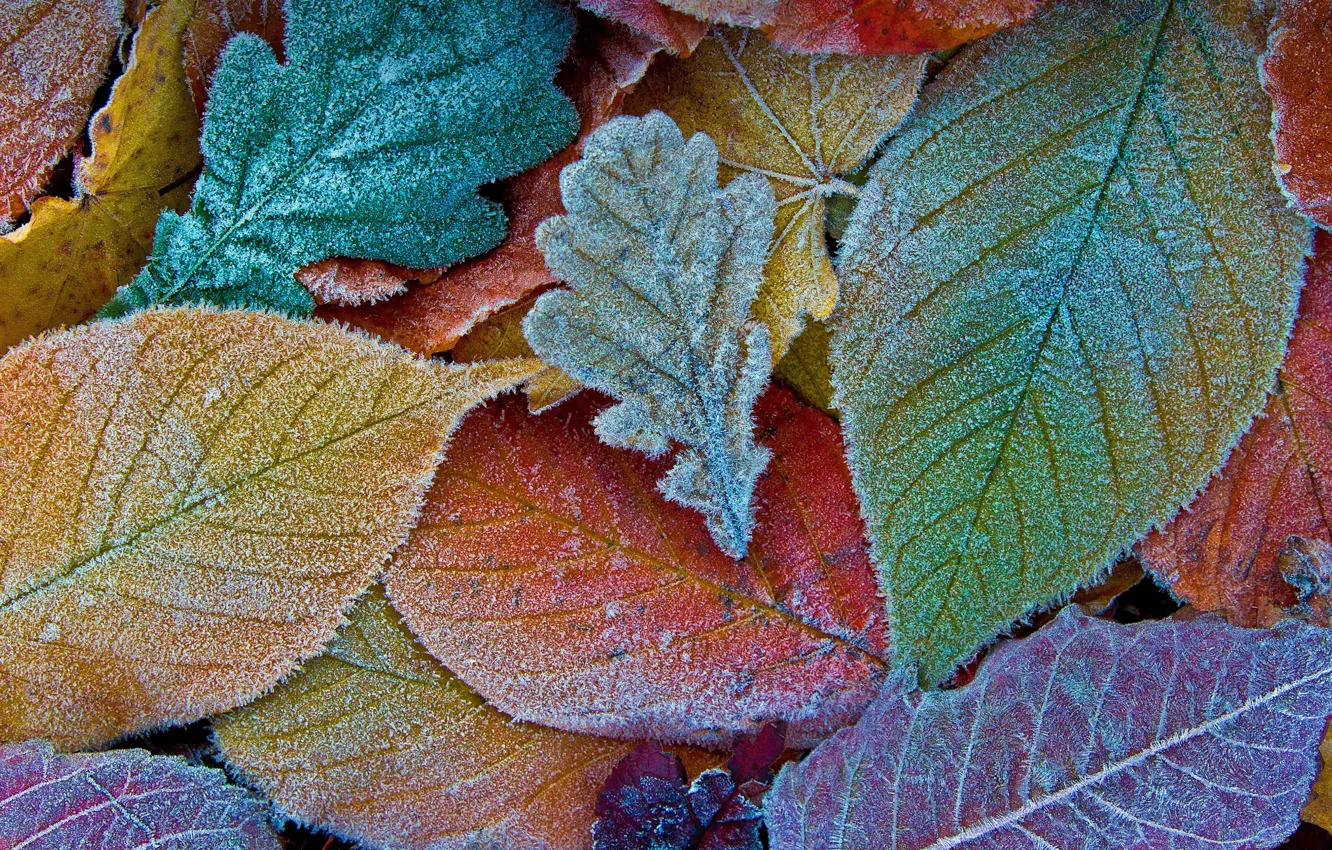 Фото обои осень, листья, мороз, autumn, leaves, frost