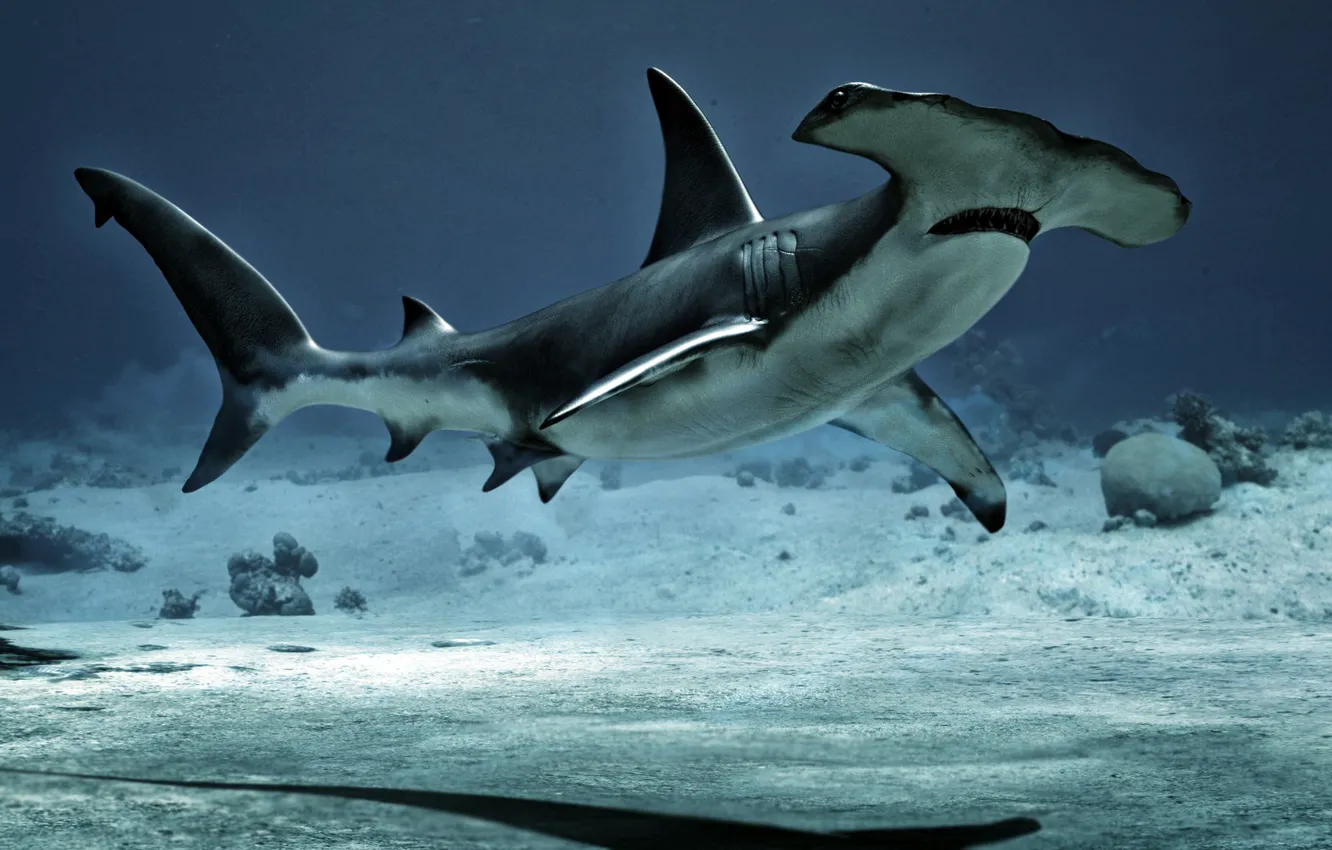 Фото обои Alessandro Mastronardi, акулы-молоты, Молотоголовые акулы, молот-рыбы, HammerHead, отряда кархаринообразных акул, семейство хрящевых рыб