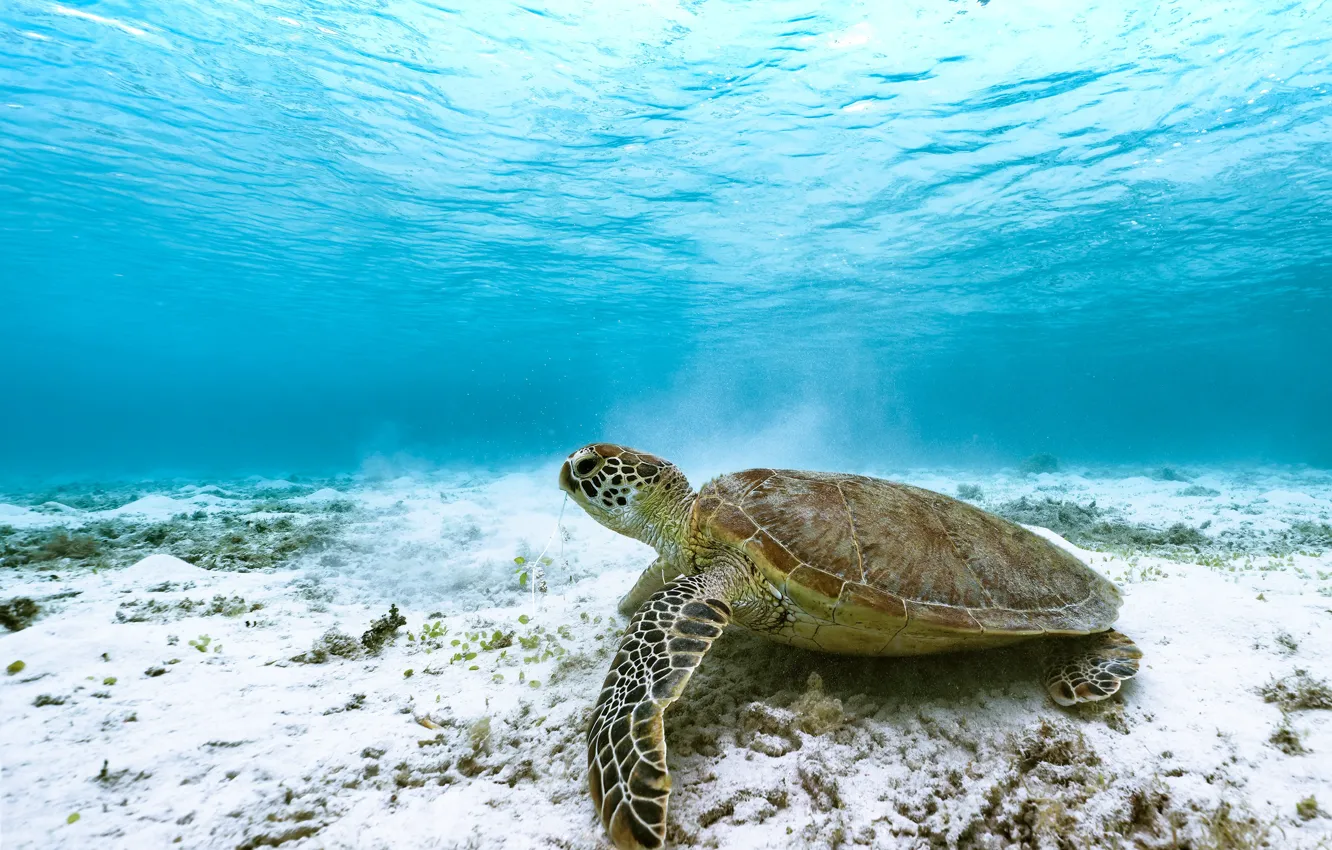 Фото обои море, черепаха, подводный мир, морская черепаха