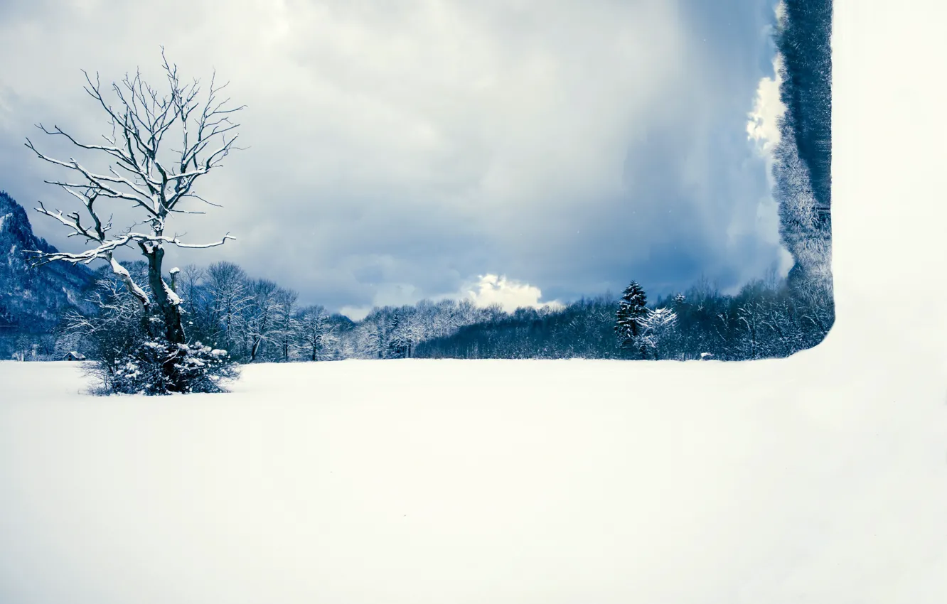 Фото обои поле, снег, дерево, монтаж
