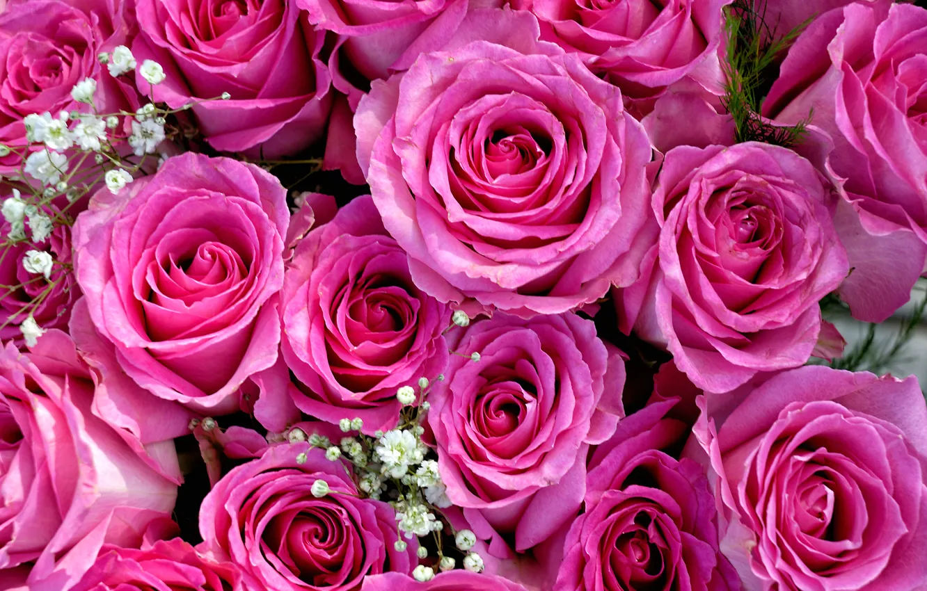 Фото обои розовый, розы, букет, бутоны, гипсофила