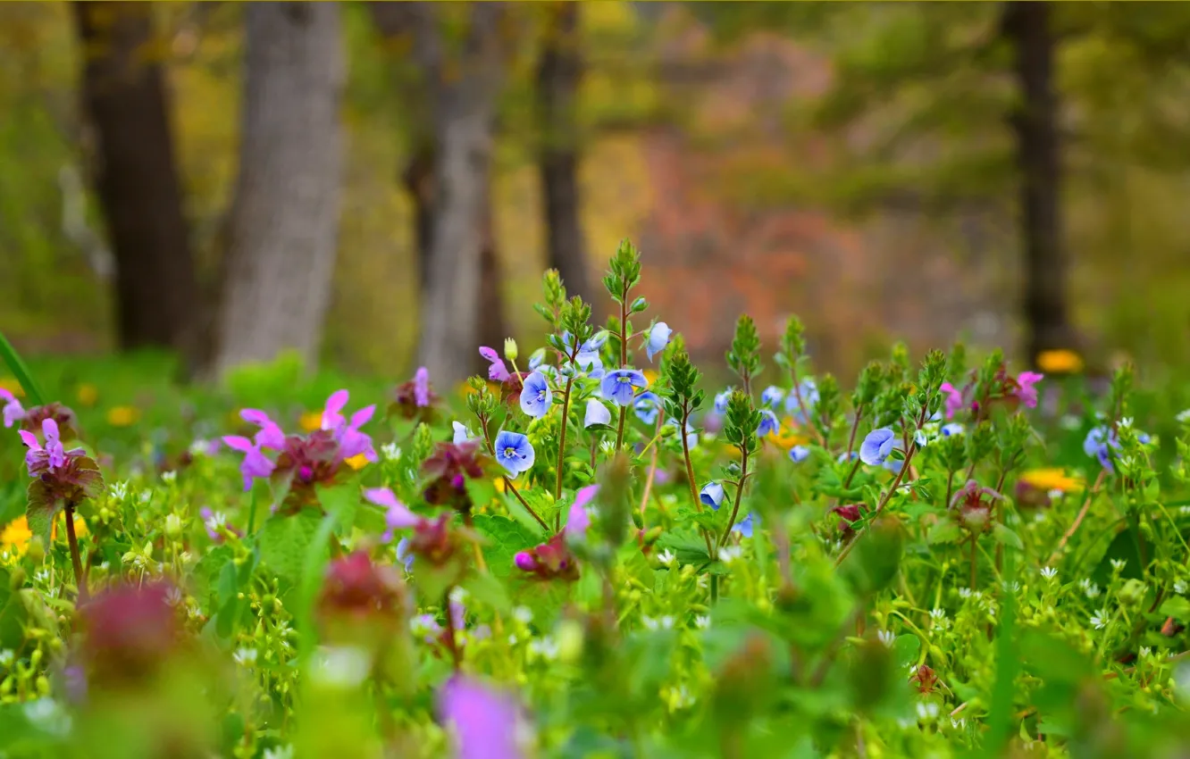 Фото обои Цветы, Весна, Nature, Flowers, Spring, Colors