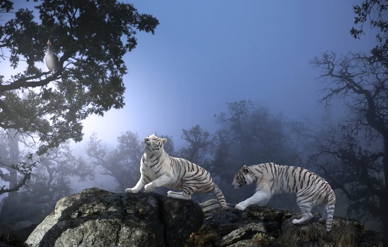 Фото обои животные, деревья, природа, камни, хищники, тигры, Thai Phung