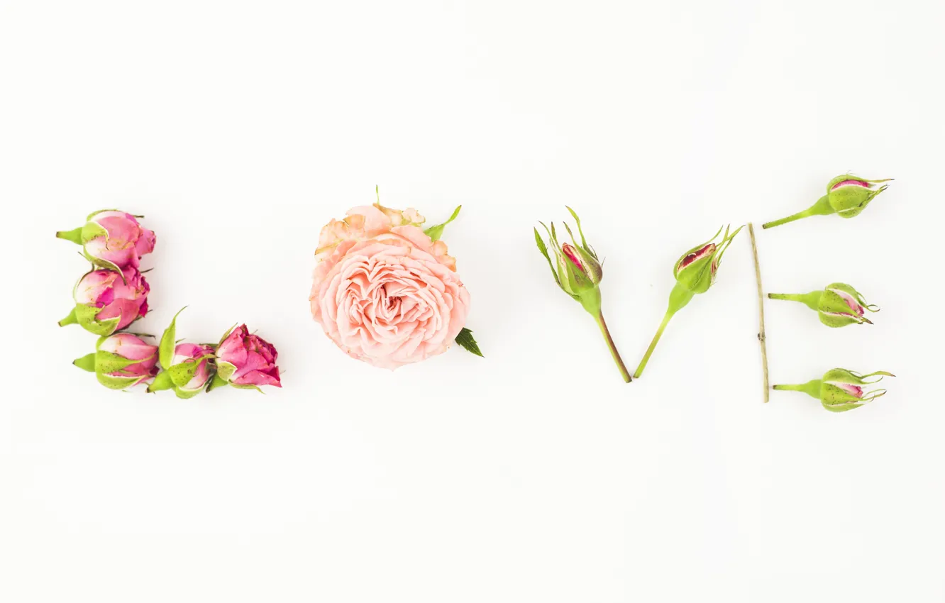Фото обои любовь, цветы, надпись, Love, розы, rose, бутоны, text