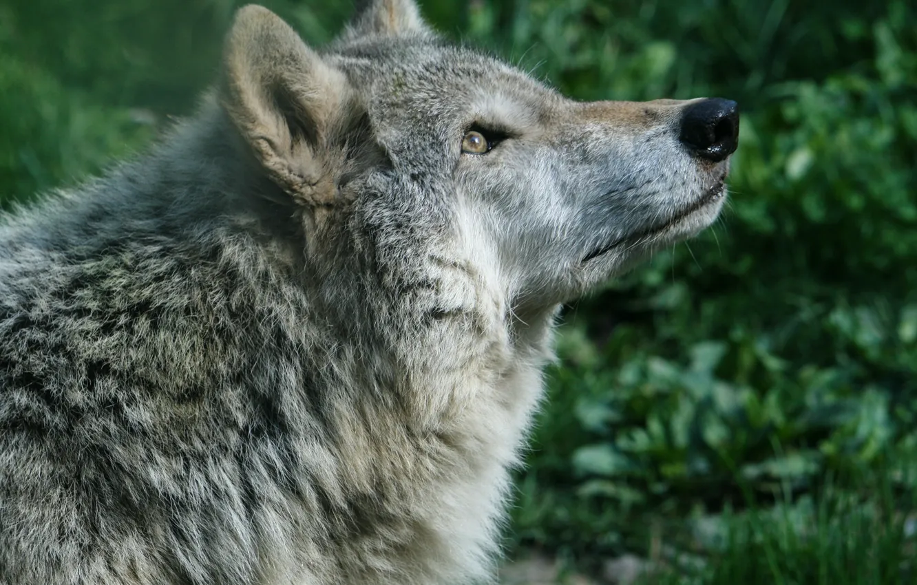 Фото обои волк, хищник, красавец
