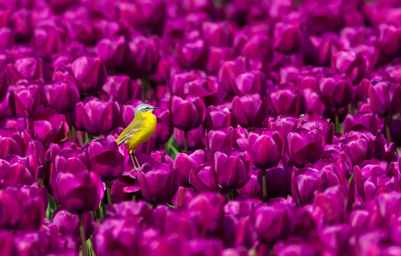 Фото обои птица, тюльпаны, жёлтая трясогузка