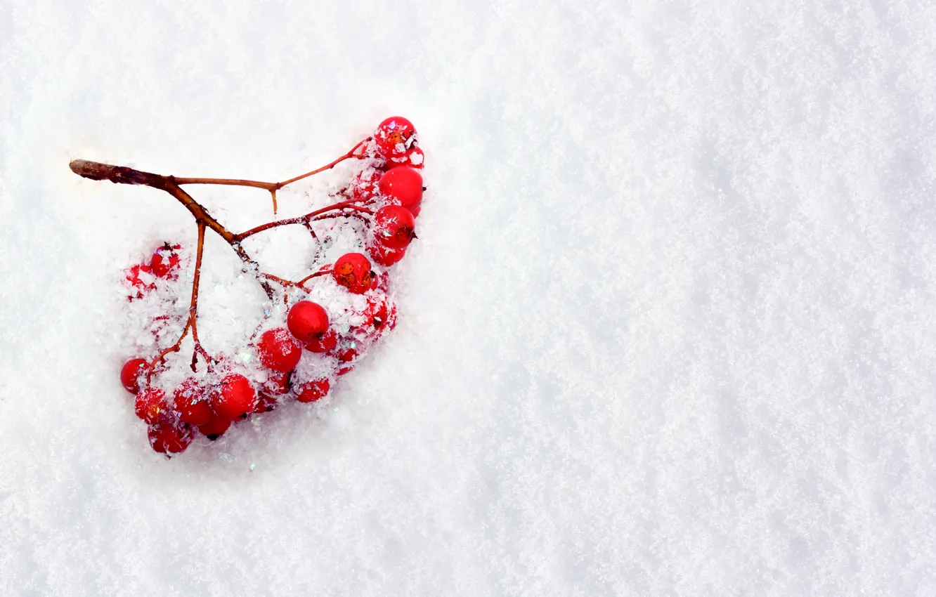Фото обои зима, снег, ягоды, ветка, рябина