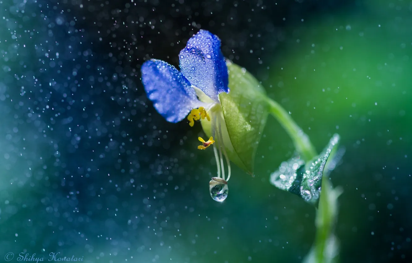 Фото обои цветок, капли, макро, природа, дождь