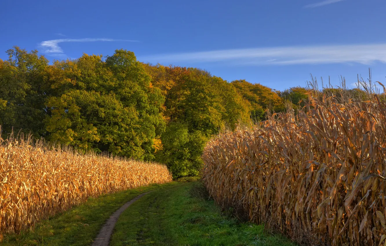 Фото обои дорога, поле, осень, лес, небо, кукуруза