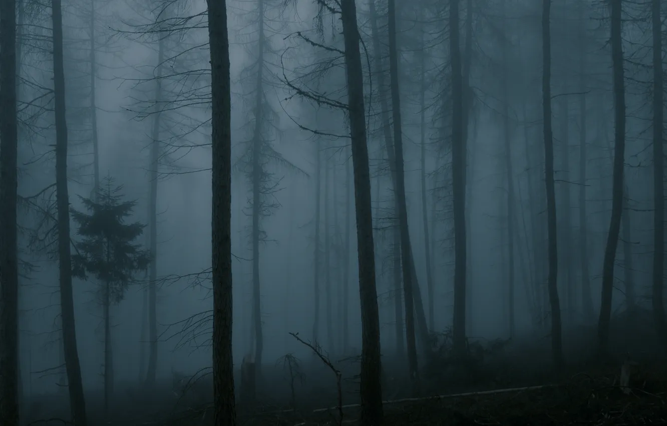Фото обои лес, деревья, ночь, природа, туман, forest, сумерки, twilight