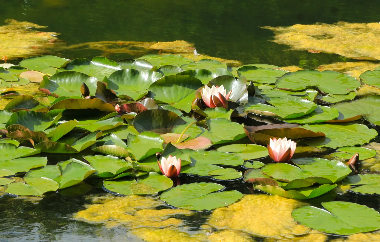 Фото обои flower, leafs, water lily