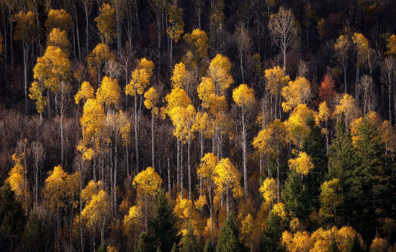 Фото обои осень, лес, природа