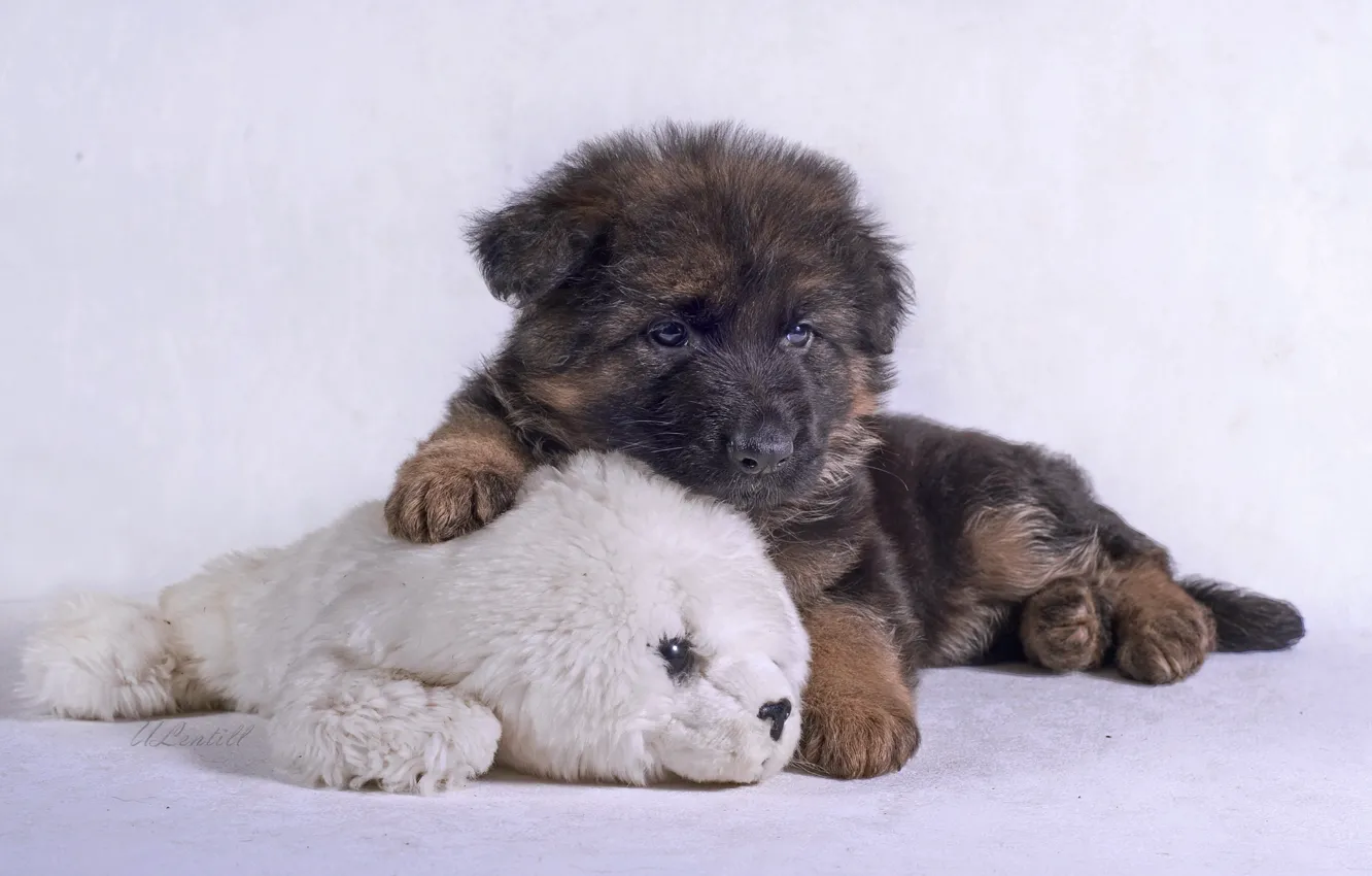 Фото обои игрушка, щенок, овчарка, немецкая