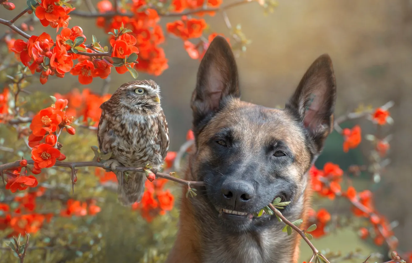 Фото обои цветы, ветки, природа, сова, птица, куст, собака, пёс