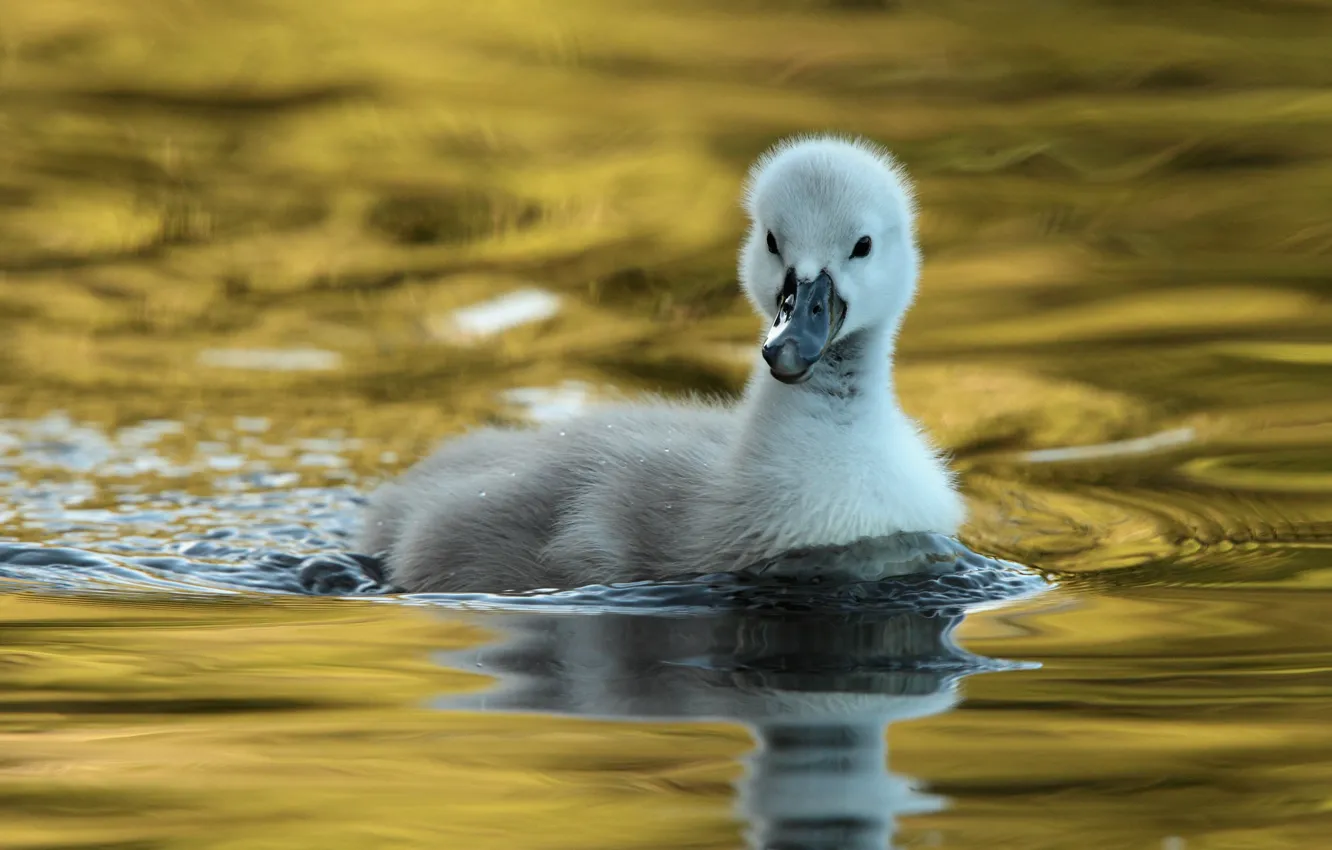 Фото обои вода, отражение, птица, лебедь, птенец, водоем, плавание, боке