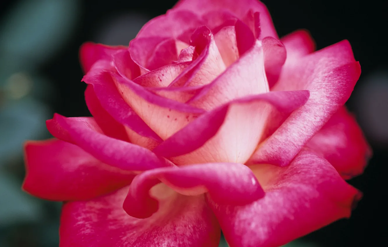 Фото обои макро, роза, лепестки, розовые