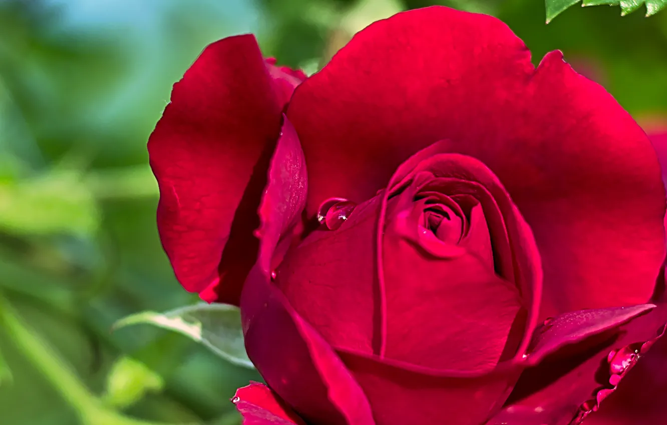 Фото обои крупный план, розовая роза, капли росы