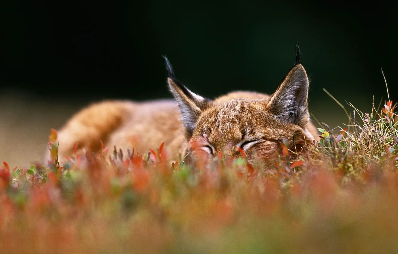 Фото обои кошка, трава, уши, рысь, Чешская Республика, Национальный парк Шумава