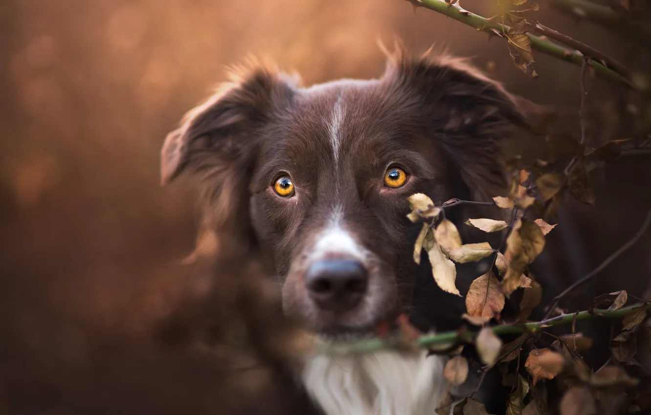 Фото обои осень, взгляд, морда, листья, ветки, фон, портрет, собака