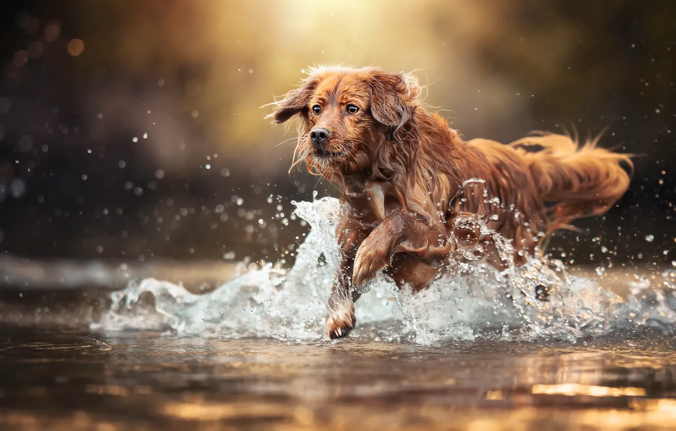 Фото обои брызги, река, собака