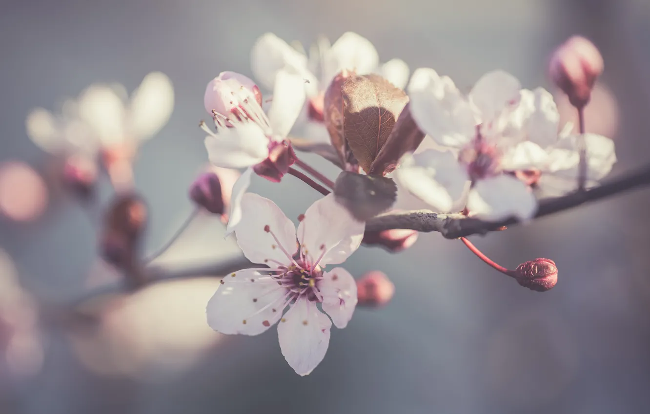 Фото обои цветы, фон, ветка, весна, яблоня, цветение