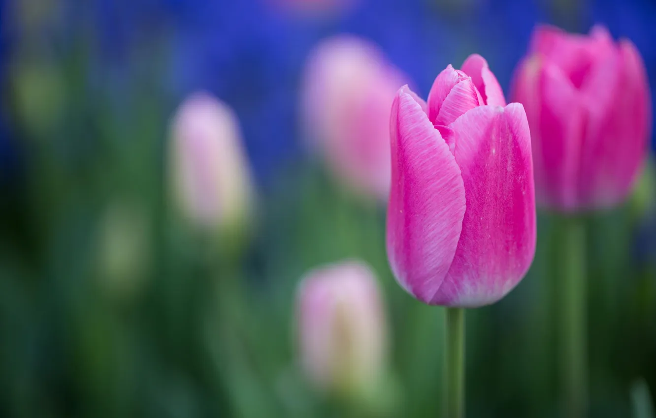 Фото обои цветы, весна, тюльпаны, розовые, клумба