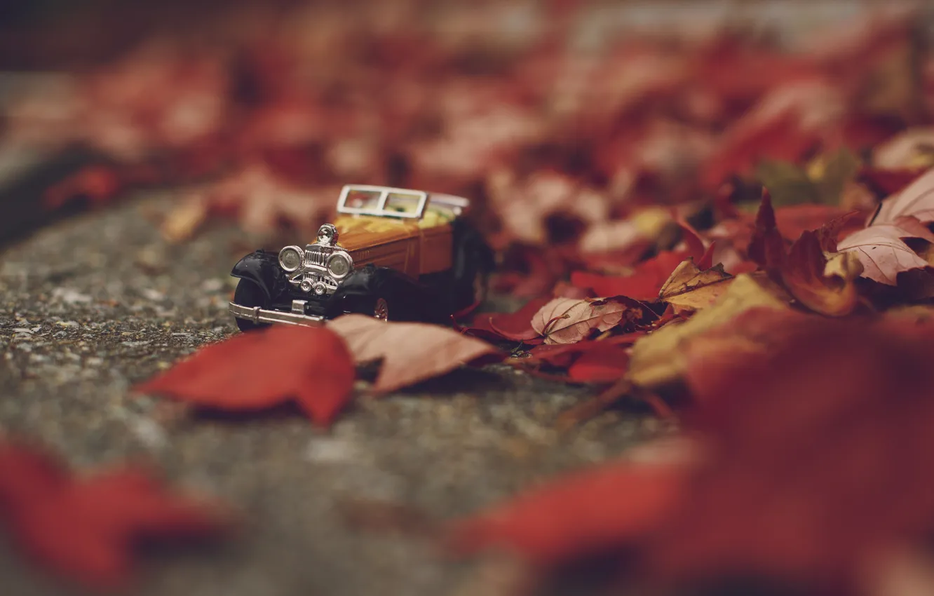 Фото обои осень, листья, игрушка, машинка