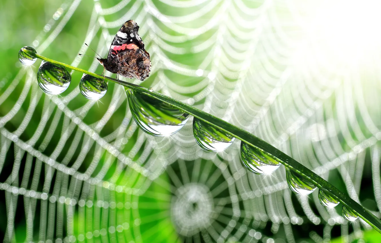 Фото обои капли, стебли, бабочка, паутина