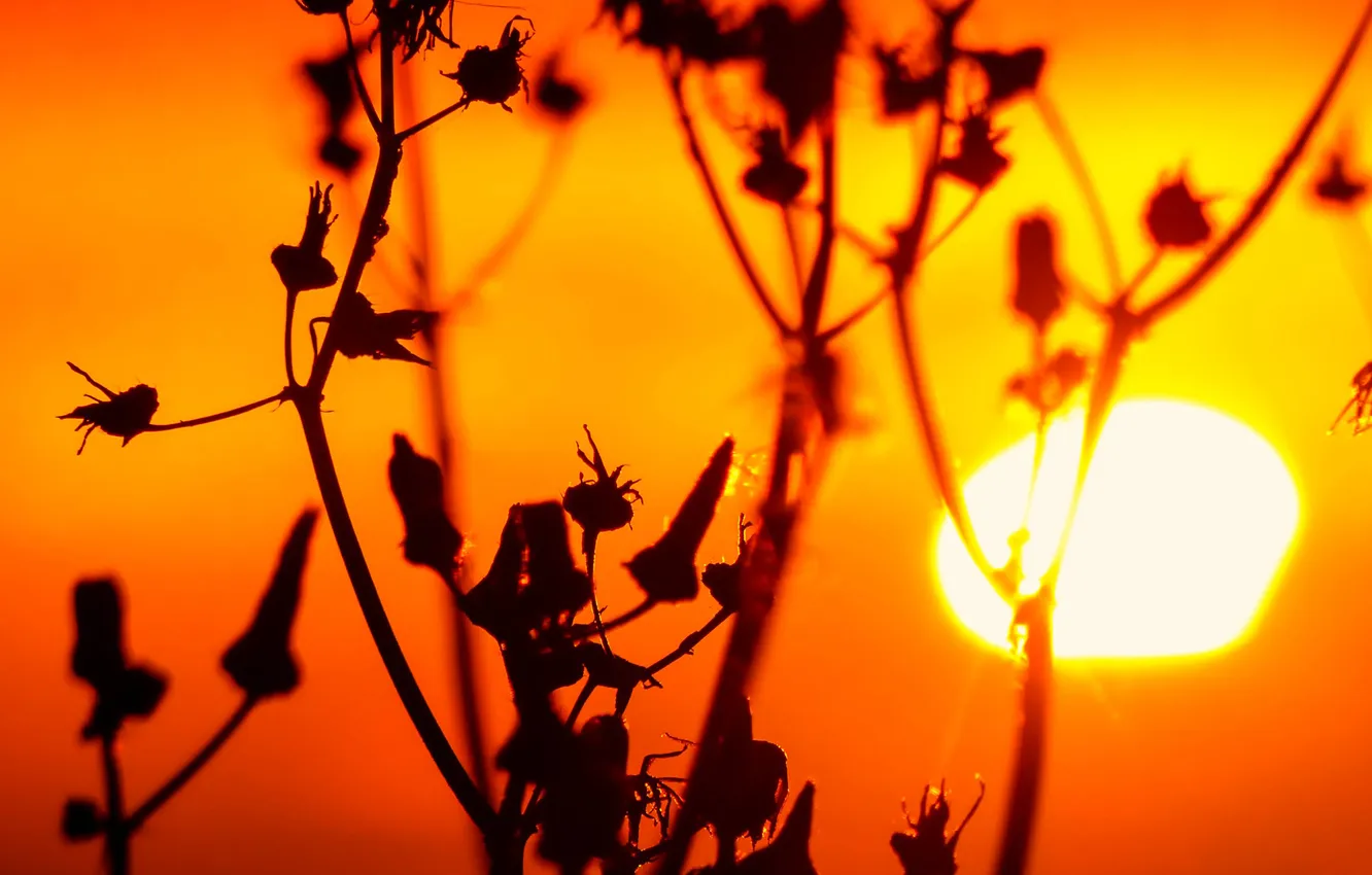 Фото обои солнце, закат, природа, растение, стебель, сорняк