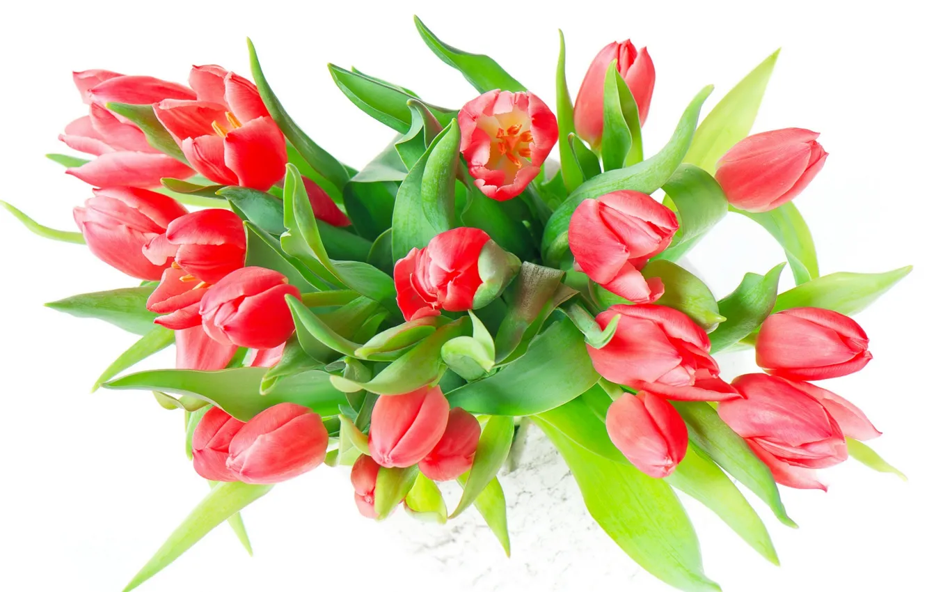 Фото обои red, flowers, tulips