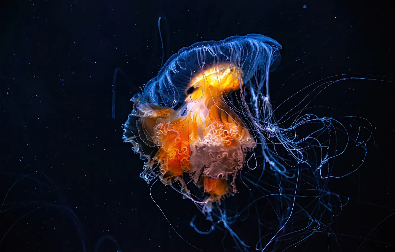 Фото обои море, вода, медуза, черный фон, подводный мир