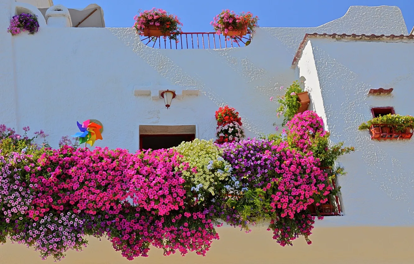 Фото обои цветы, дом, стена, Италия, Монополи