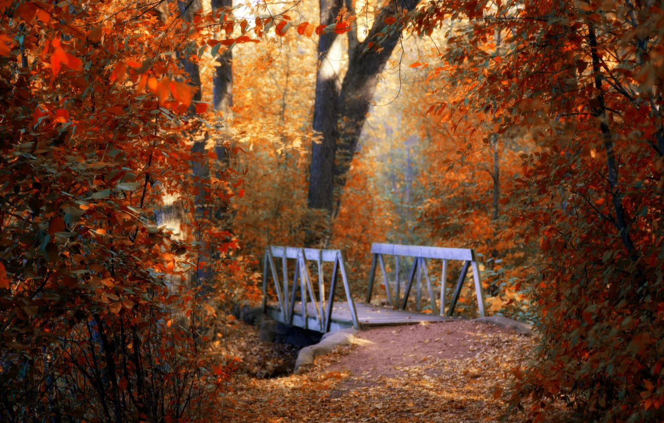 Фото обои осень, листья, деревья, природа, мостик