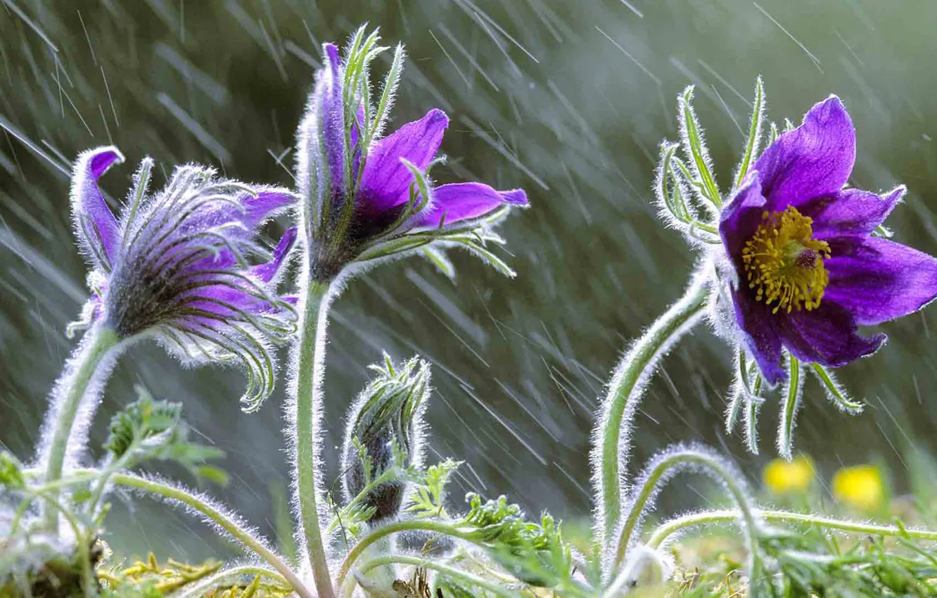 Фото обои цветы, природа, дождь, анемоны, сон-трава