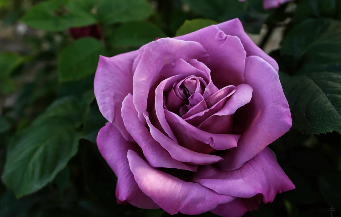 Фото обои макро, роза, лиловый