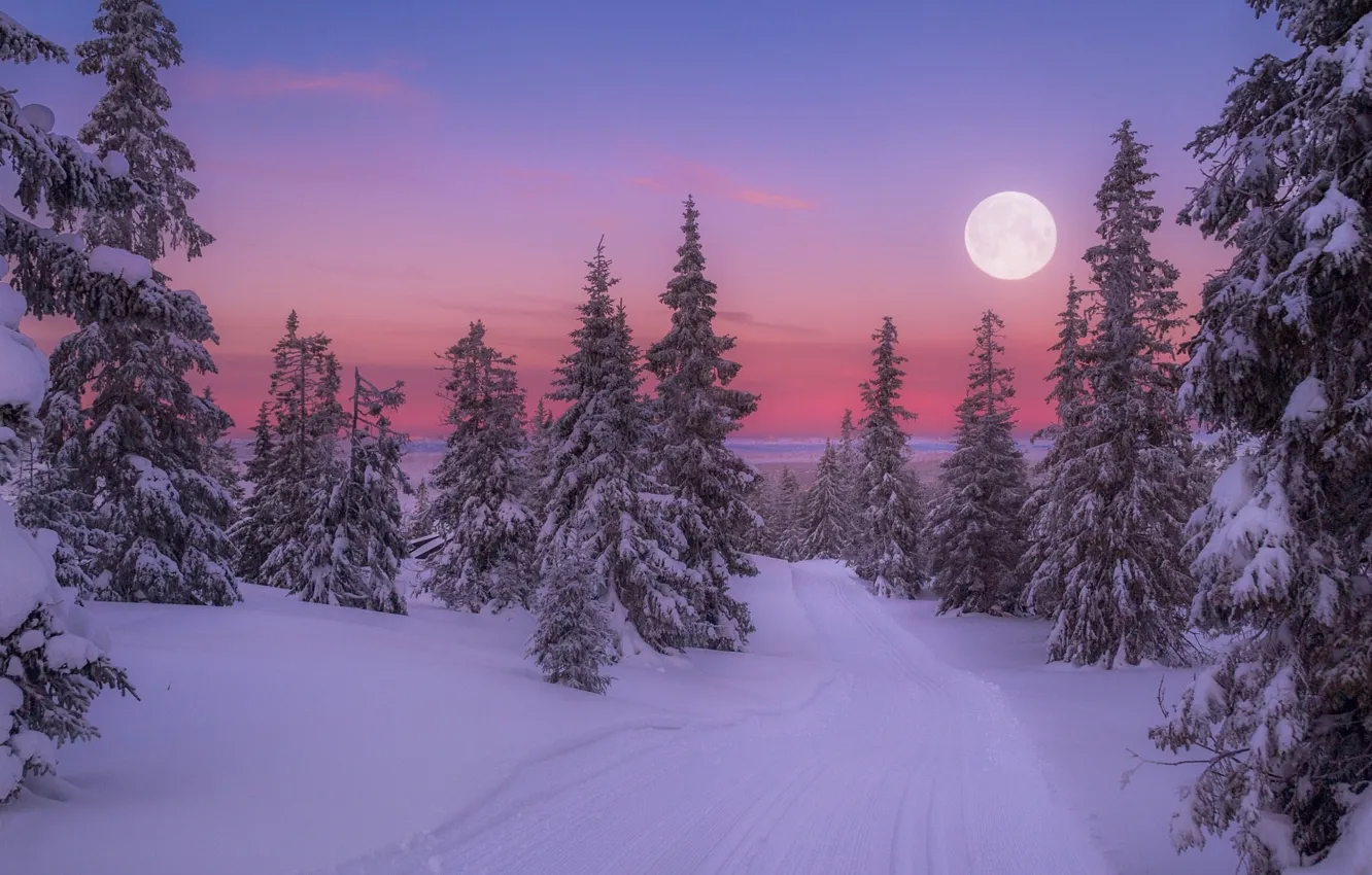 Фото обои snow, tree, full moon