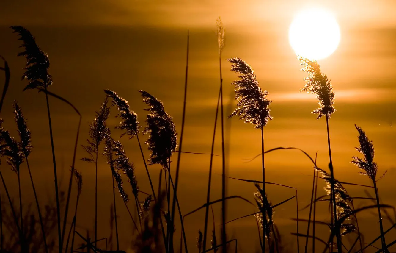 Фото обои трава, солнце, закат, камыш