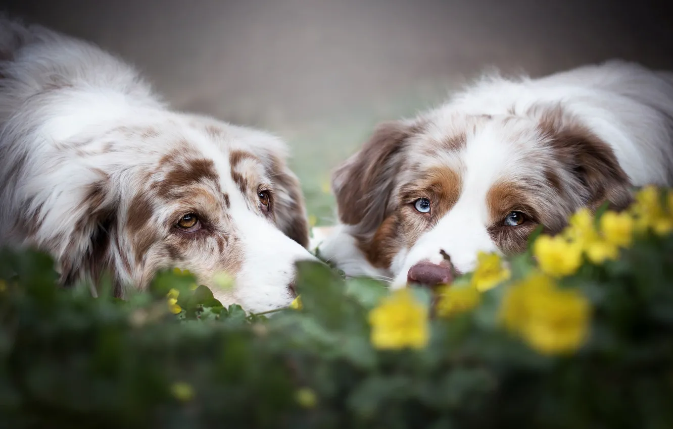 Фото обои взгляд, цветы, парочка, морды, боке, две собаки, Австралийская овчарка, Аусси