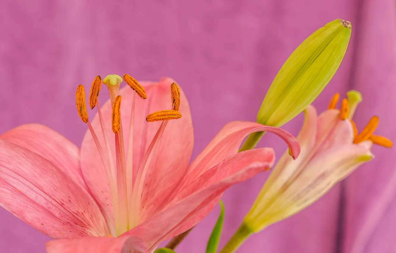 Фото обои цветок, природа, растение, лилия, лепестки